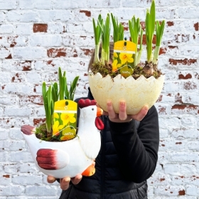 Easter Daffodil Planter