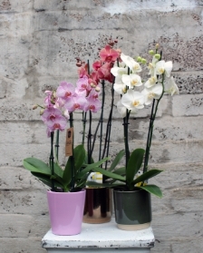 Orchid in Pot