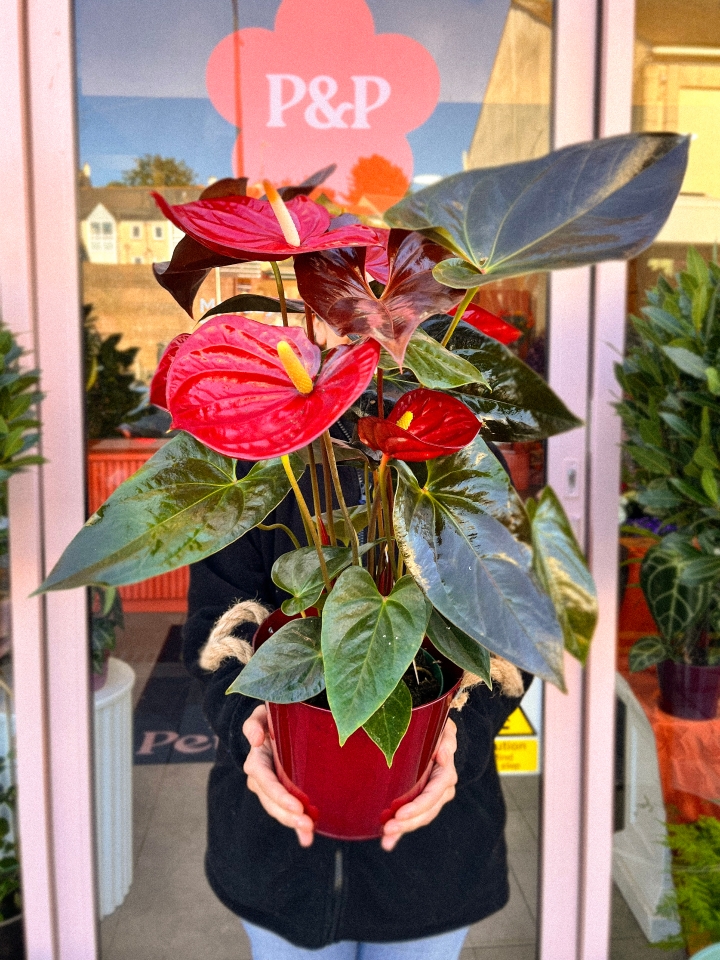 Red Anthurium In Pot