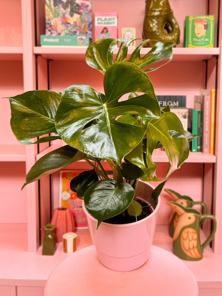 Monstera in Pot