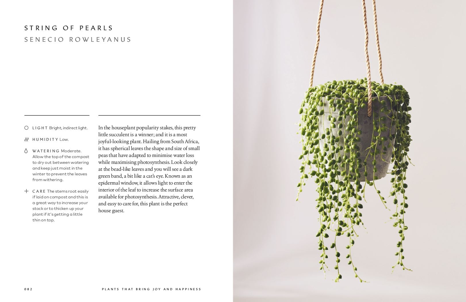 The Healing Power of Plants