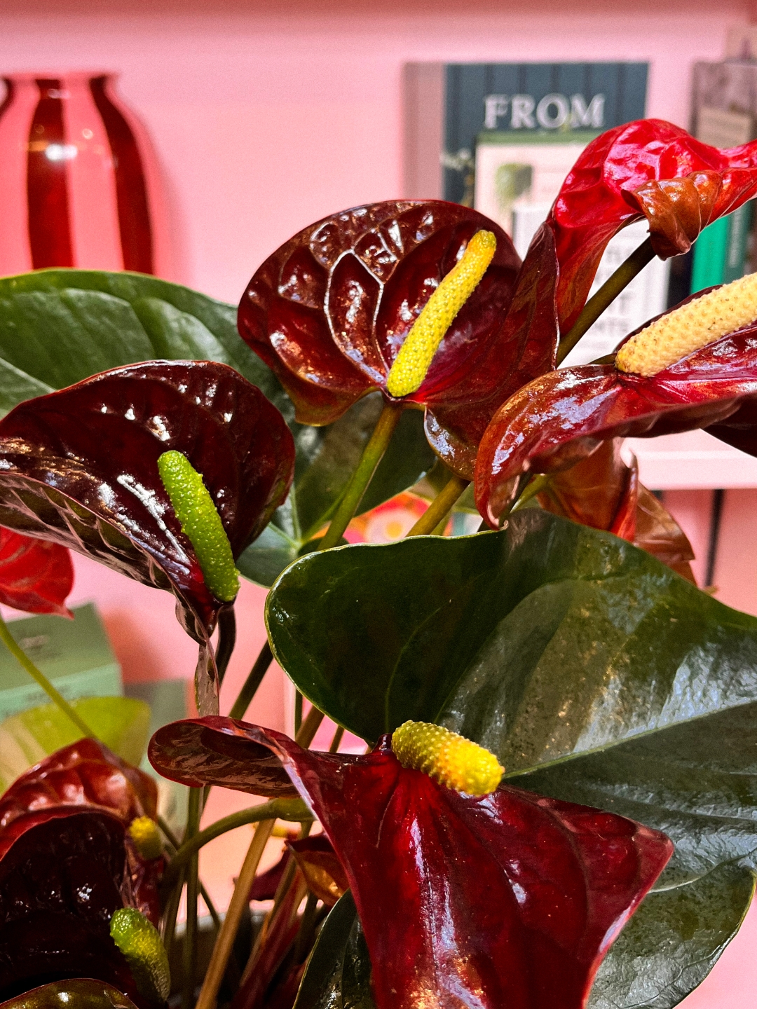 Burgundy Anthurium in Pot