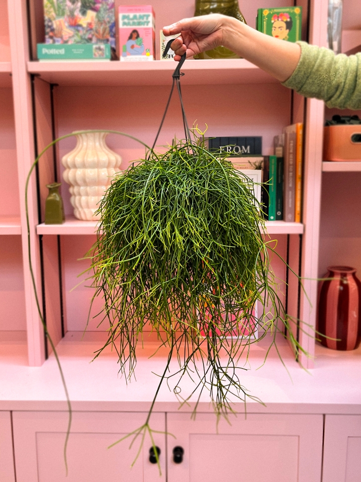 Rhipsalis