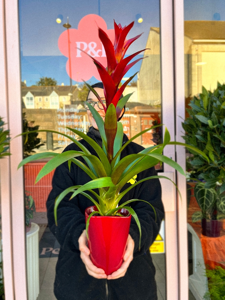 Guzmania In Pot