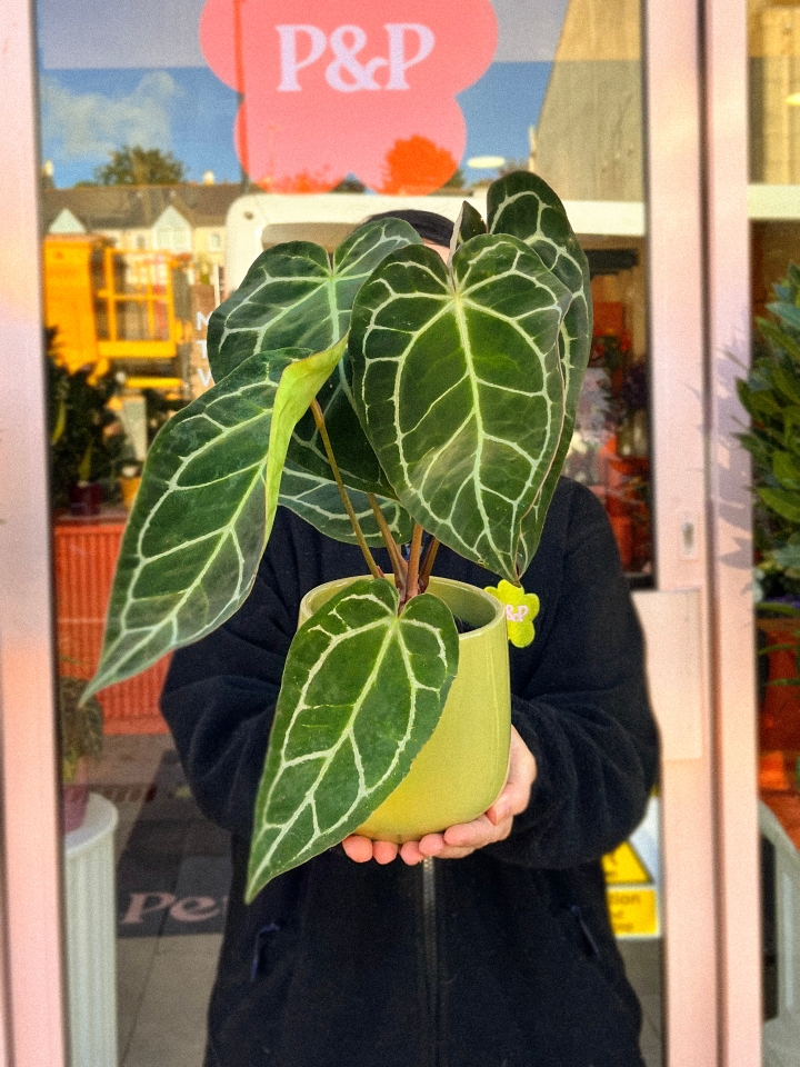 Anthurium Chrystallinum In Pot