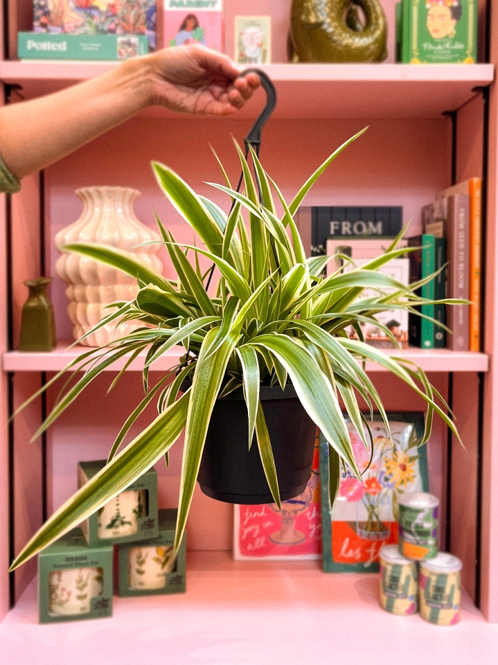 Spider plant