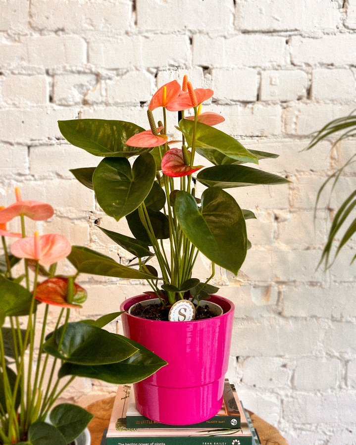 Anthurium in pot.