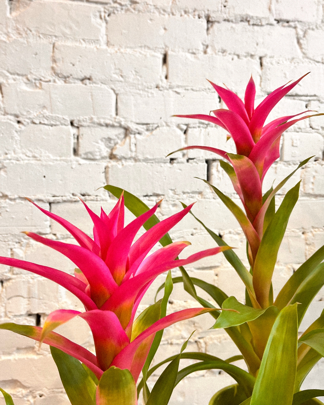 Bromelia in pot