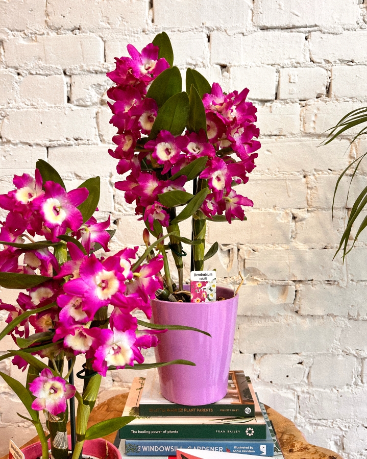 Dendrobium orchid in pot