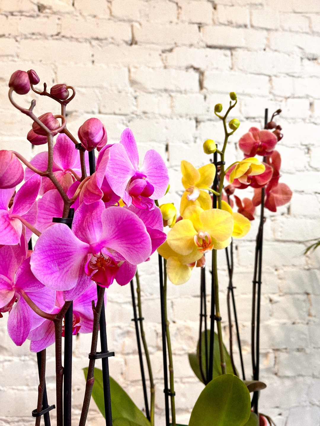 Orchid in pot (assorted colours)