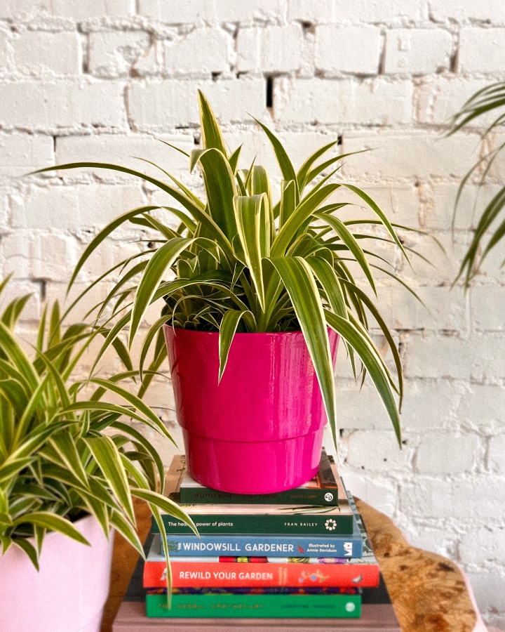 Spider plant in pot