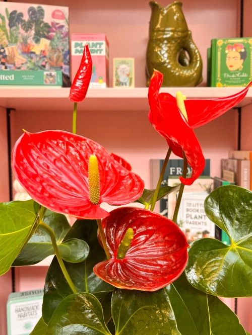 Red Anthurium In Pot