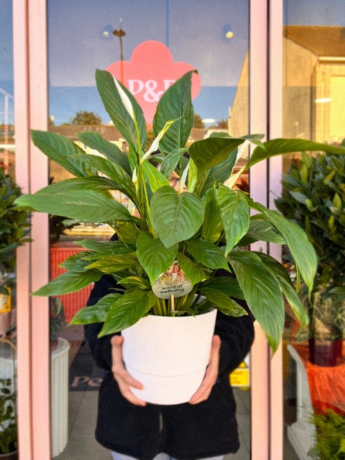 Peace Lily In Pot