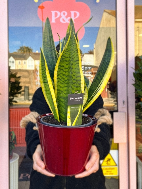 Sanseveria In Pot
