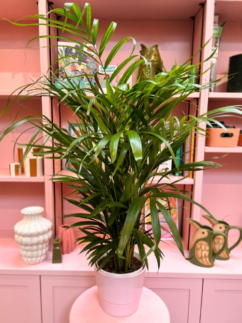 Areca Palm in Pot