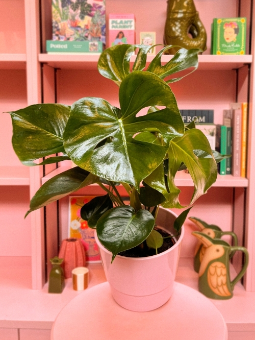 Monstera in Pot