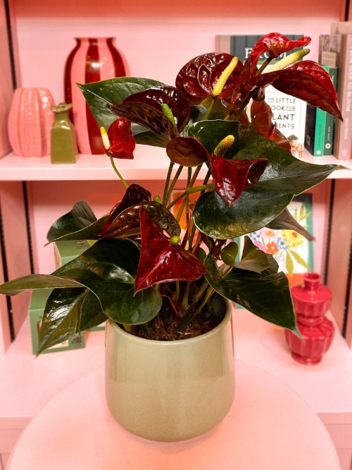 Burgundy Anthurium in Pot