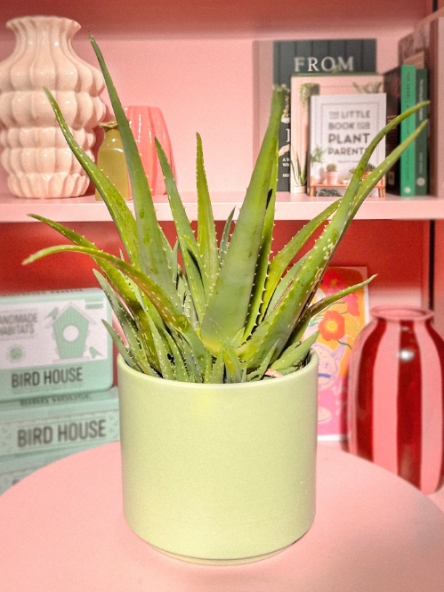 Aloe Vera
