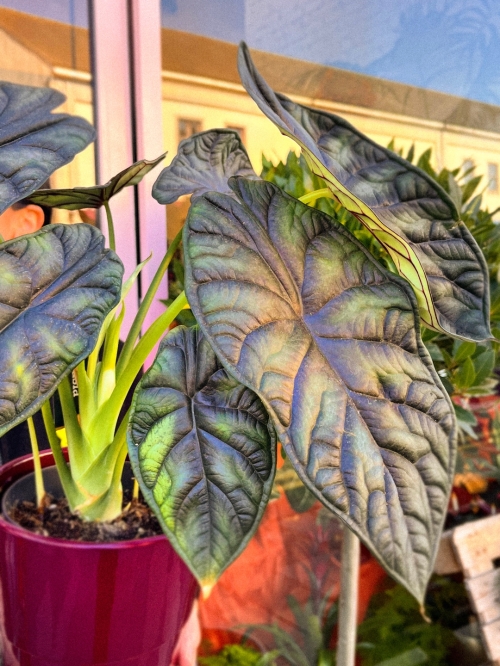 Alocasia Beginda Dragon Scale In Pot