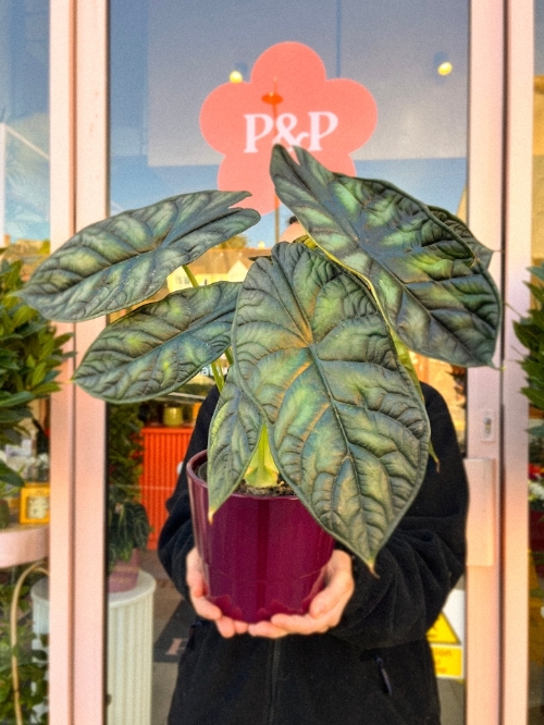 Alocasia Beginda Dragon Scale In Pot