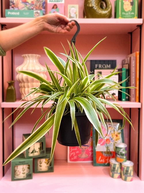 Spider plant