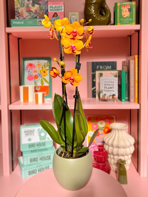 Orange Phalaenopsis Orchid in Pot