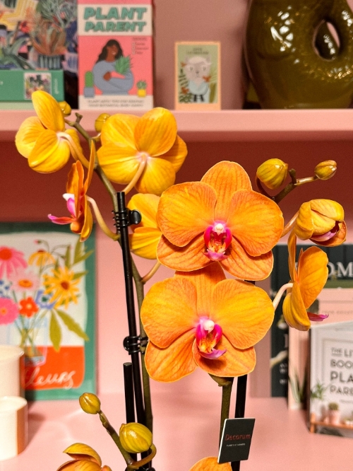 Orange Phalaenopsis Orchid in Pot