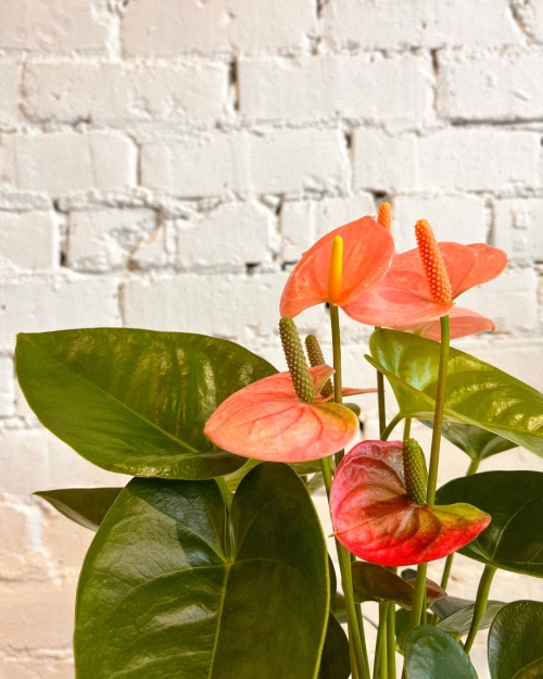 Anthurium in pot.