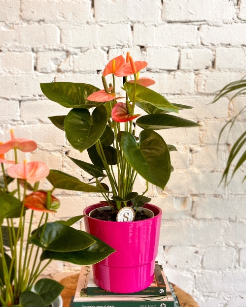 Anthurium in pot.