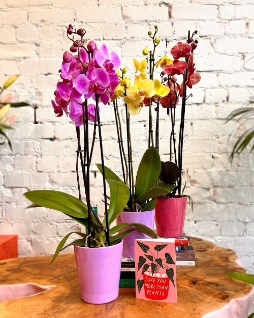 Orchid in pot (assorted colours)