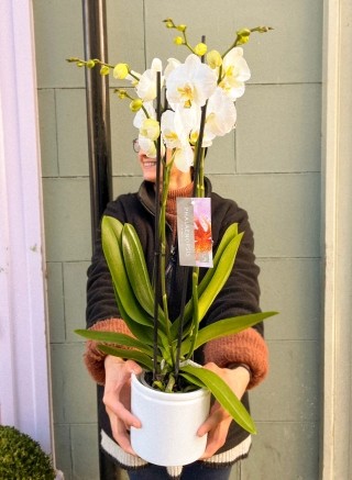 White Orchid in Ceramic Pot